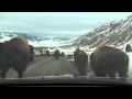 Bison Jam in Yellowstone
