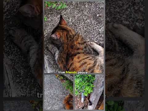 Who loves cats 🐈 😻 🐈‍⬛️?? this cat needs some cuddles.