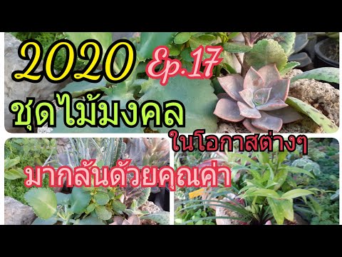 ไม้มงคล เปี่ยมล้นคุณค่า มอบเป็นของขวัญ ผู้ให้สุขใจ ผู้รับปลื้มใจ/นานาพันธุ์ไม้ by นิตยา