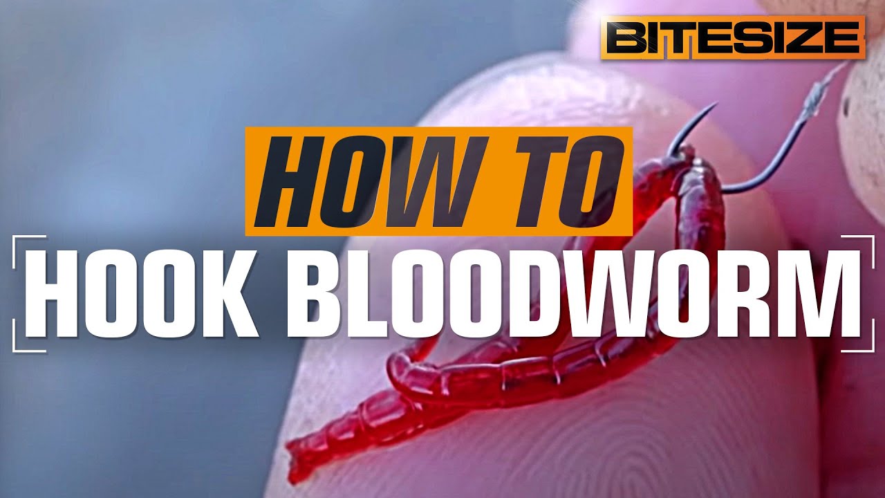 How To Hook Bloodworm Perfectly