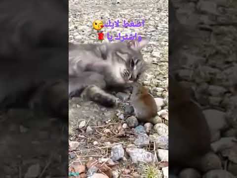 قط يصطاد فأر ويلعب معه 
