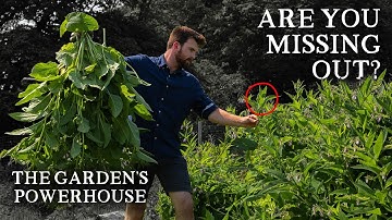 7 Reasons Why You Must Grow Comfrey!