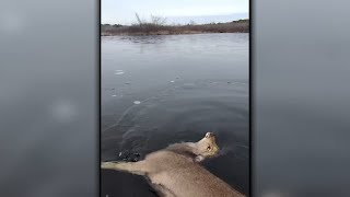 Animal rescuers pull doe out of thick ice in Long Island
