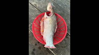 fish friedfish fishing