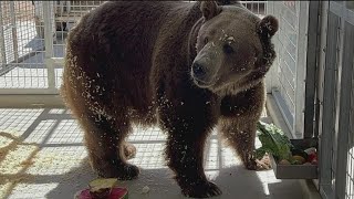 Lions Tigers & Bears sanctuary welcomes its newest resident-a 700 pound grizzly bear