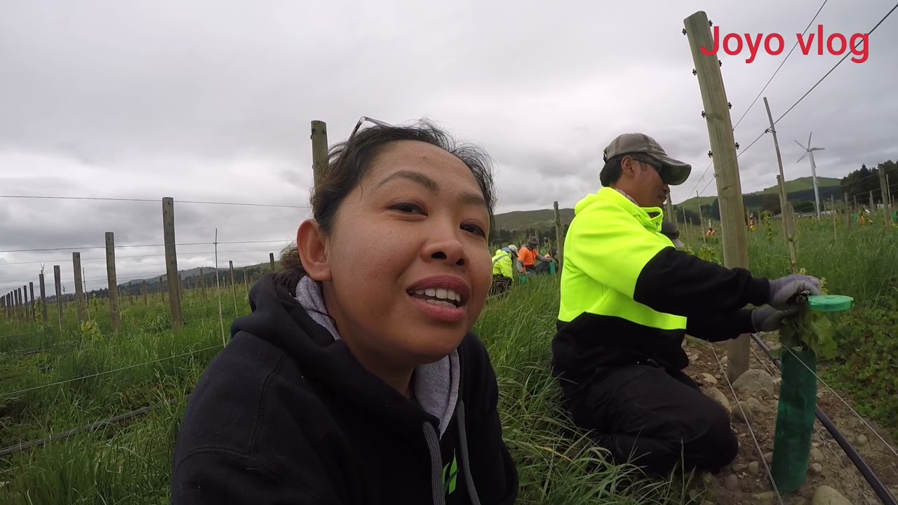 tki nz merawat pohon anggur masih muda 