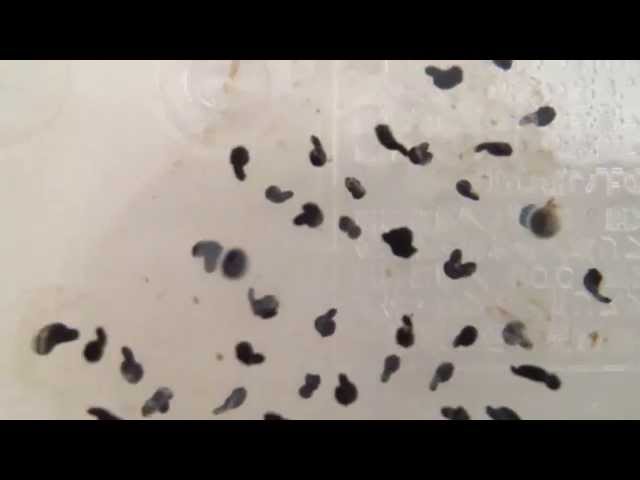 No 1おたまじゃくしになる前 カエルの卵を観察中 動画の輪のブログ No 1おたまじゃくしになる前 カエルの卵を観察中 動画の輪のブログ