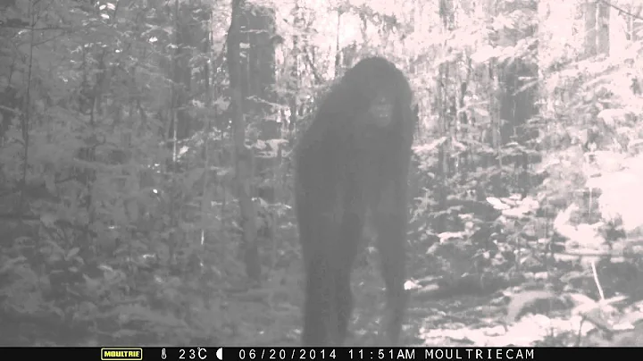 bonobos too busy for camera