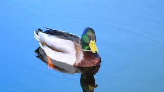 Gräsand Mallard Duck Sony Fx6