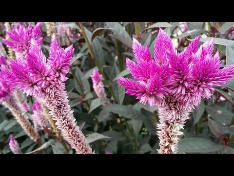 ভিডিও: Pedilanthus Titimaloid (23 ছবি): বাড়িতে একটি ফুলের যত্ন, রোপণের নিয়ম। সম্ভাব্য রোগ এবং তাদের চিকিৎসা