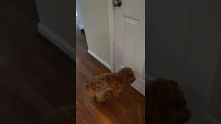 Australian labradoodle puppy dog shutting door trick