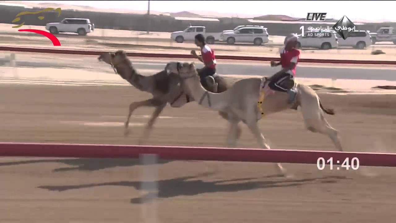 مهرجان سمو الشيخ سلطان بن زايد التراثي بسويحان - سباق الإبل التراثي 13-2-2015 – ش1