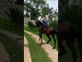Quem ai gosta de cavalos? 🐎💛