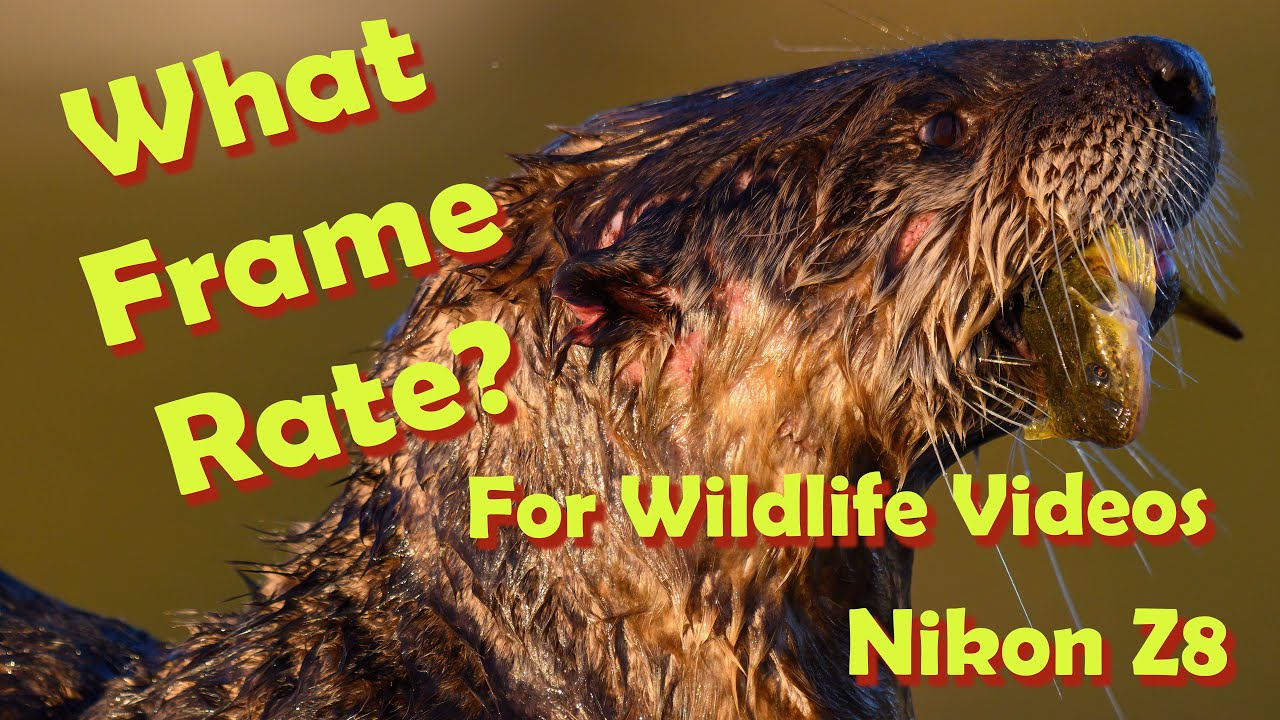 Частота кадров видеозаписи птиц и диких животных. Как я выбираю частоту записи. Nikon Z8 N-RAW