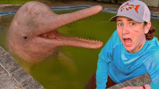 Des dauphins découverts dans une piscine abandonnée !