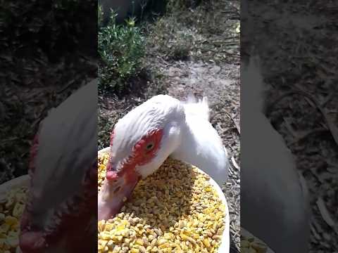 #утки #животные #здоровье #еда #природа #ферма #organic #farming #healthy #animals #duck #food #hen