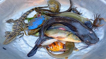 Kem Chanel lái công nông đi bắt cá chép gặp con mèo bắt cá, cá trê bự, cá mập, cá bơn, cá sấu, rùa,