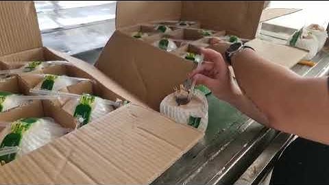 Kiểm tra độ ngọt của dừa tươi xuất khẩu