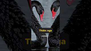 Bí mật không ai biết về thiên nga #tangtuvien #shorts