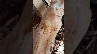 Эти Изгибы Как Женское Тело! #Дача #Wood #Своимируками #Diy