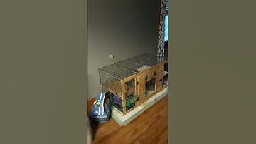 How to clean your Bunny Cage at Home 🐰