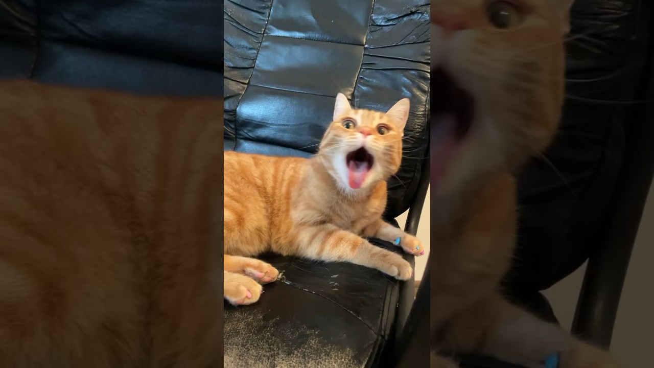 Trick with comb sound effect on Cats 🐈 🤣😂 shorts cats YouTube