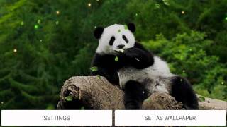 Panda Bear live wallpaper screenshot 5