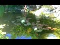 Koi pond backyard paradise manhattan beach enviroscape la