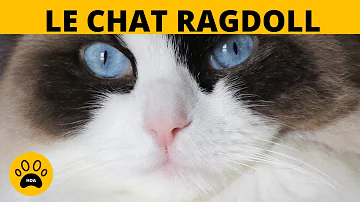 Quel prix pour un chat ragdoll ? Quel prix pour un chat ragdoll ?