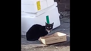 A cute stray cat I met at a garbage collection site .. 귀여운 길냥이를   분리수거장에서  만남.Jeonju .. 全州市. KOREA.. by Kingdom of Pet  야옹아 멍멍해봐 14 views 3 months ago 5 minutes, 12 seconds