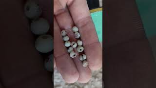 Hurma Çekirdeği Tesbih Yapımı Part 3 Zımpara Çekirdeğitesbih Imı