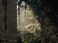 Unreal Engine 5 Jungle
