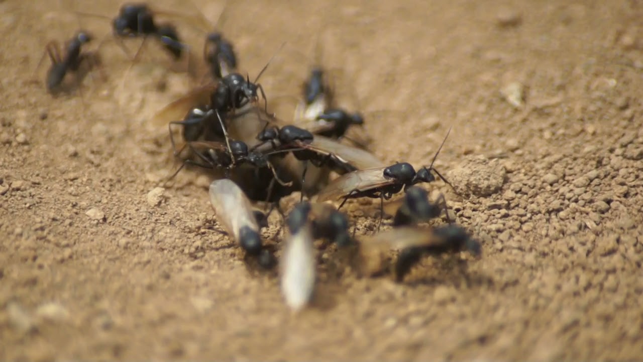 クロアリ 女王アリ その他の虫
