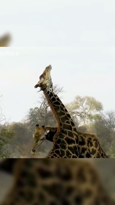Giraffe Fights #animal #giraffe #fight #neck #mrbeast #american - YouTube