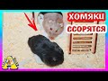 Хомки Стеша ВЫГНАЛА Хомяка ОРЕО из Домика / Как сводить хомяков / Alisa Easy Pets