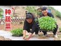 【陕北霞姐】全家人帮忙种蔬菜，有辣椒和黄瓜，午餐做“红烧羊拐筋”解馋，麻辣味的猛香了！