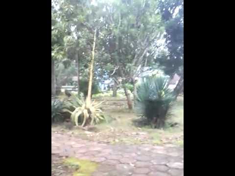 Video: Taman Misterius