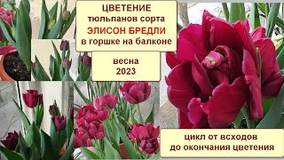 Цветение тюльпанов сорта Элисон Бредли в горшке на балконе в домашних условиях. Весна 2023.