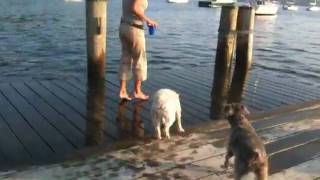 Dogs Chasing Waves on Pier