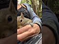 Squirrel Laying on Momma Grooming Her