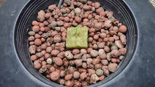 Growing Jalapeño With Ai Part 1 - Getting Started