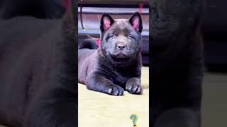 The love for these cute puppies grows day by day #dog #pet #cutedog #puppy #puppylove #cuteanimal