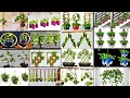 My own 15 ideas for growing money plantsmoney plant treecreative ideas using money plantgarden 4u