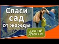 Нам жара не страшна: капельный полив, мульча, затеняющая сетка