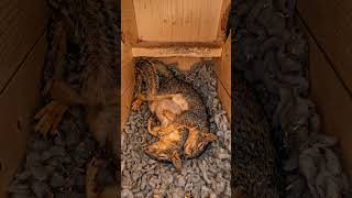 Looking Inside a Squirrel Box: A Hidden World in the Trees
