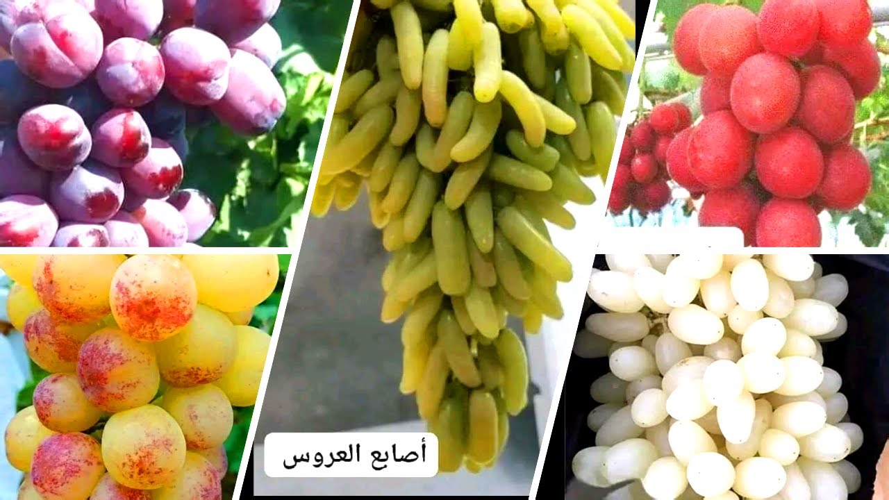 أنواع العنب المنتجة في ولاية بومرداس بالجزائر و أسماءها