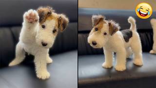 This Puppy Is So Cute He Doesn't Look Real 🤣 Funniest PUPPIES Video Update