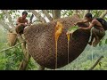 HONEY HARVEST SEASON 2026 – The moment the fire blazes and the bees soar into the sky | Wild Honey