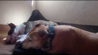 Old Amstaff And Mini Bull Puppy