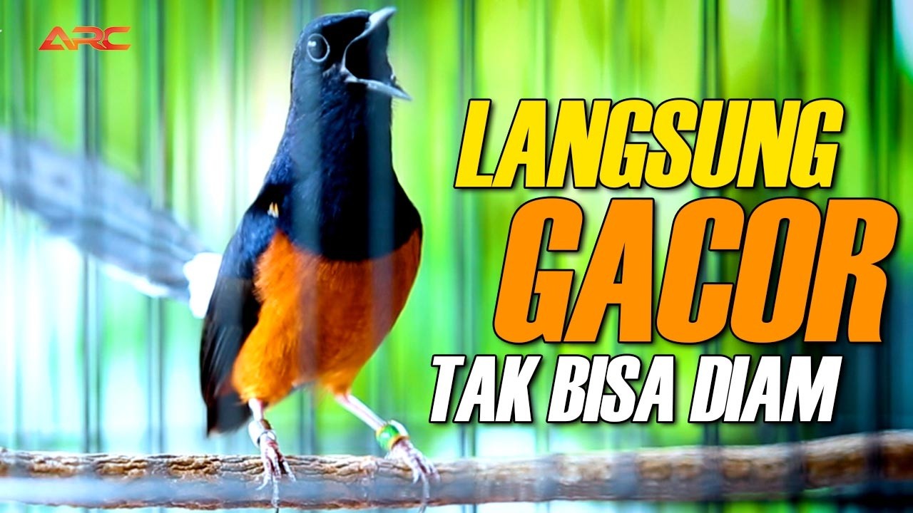 PANCINGAN EMOSI MURAI PASTOL MALAS CEPAT GACOR NGEPLONG KELUARIN MATERI ISIAN